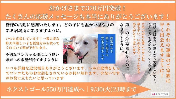 殺処分から救った野犬の日常を守りたい！大規模修繕し、安心の棲家へ 8枚目