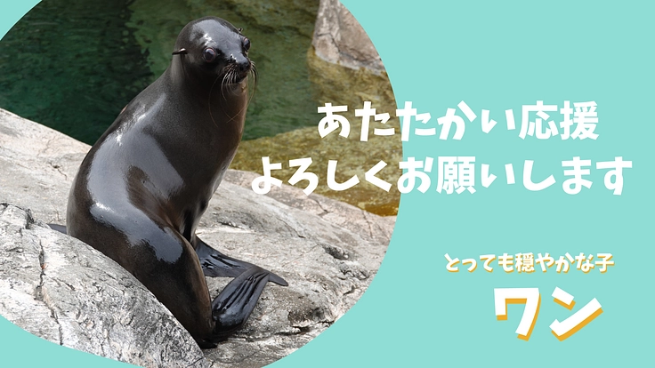 ズーラシア|動物が幸せに過ごせるように。オットセイに快適な環境を! 4枚目