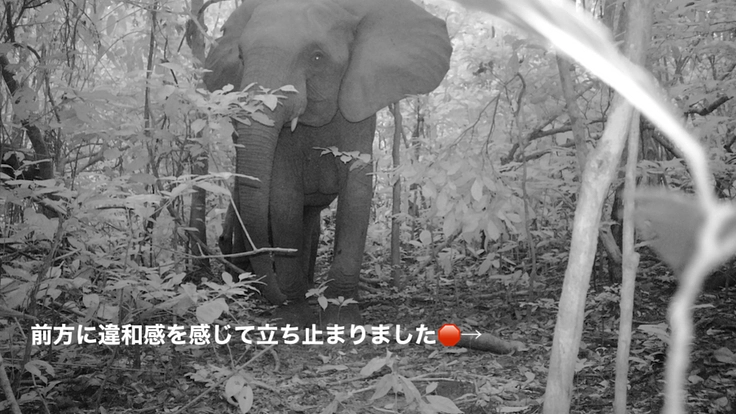 【緊急支援第２弾】マルミミゾウの楽園を密猟者の手から護りたい！！ 3枚目