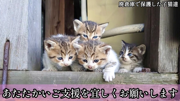 保護猫シェルター【CAT GATE】開設へご支援をお願いします 4枚目