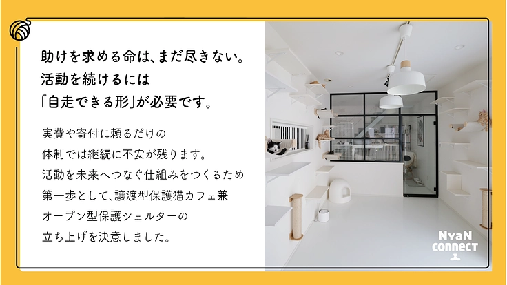 保護猫カフェ開業へ。誰にも気にかけてもらえない命を0に！ 5枚目