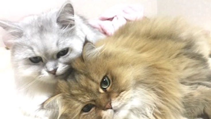 進行の早い癌で早急に高度治療が必要です。猫の茶々を助けてください！ 4枚目