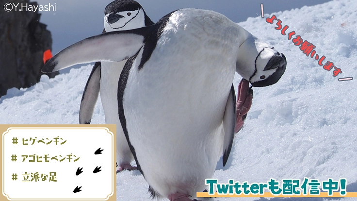 極地の謎を解明し、よりよい地球の未来を守る“隊員”になりませんか？ 6枚目