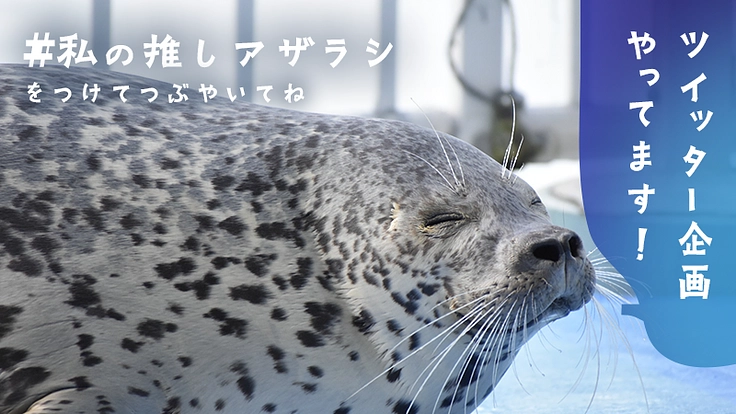 可愛いから守りたいへ。皆さまと作るアザラシと保護活動を伝える写真集 3枚目