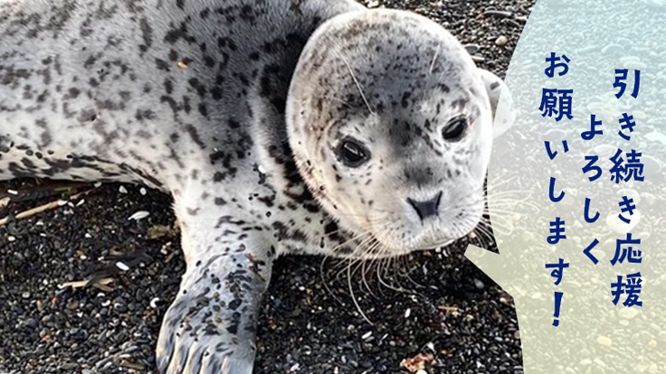 可愛いから守りたいへ。皆さまと作るアザラシと保護活動を伝える写真集 6枚目