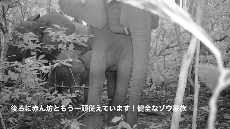 【緊急支援第２弾】マルミミゾウの楽園を密猟者の手から護りたい！！ 4枚目