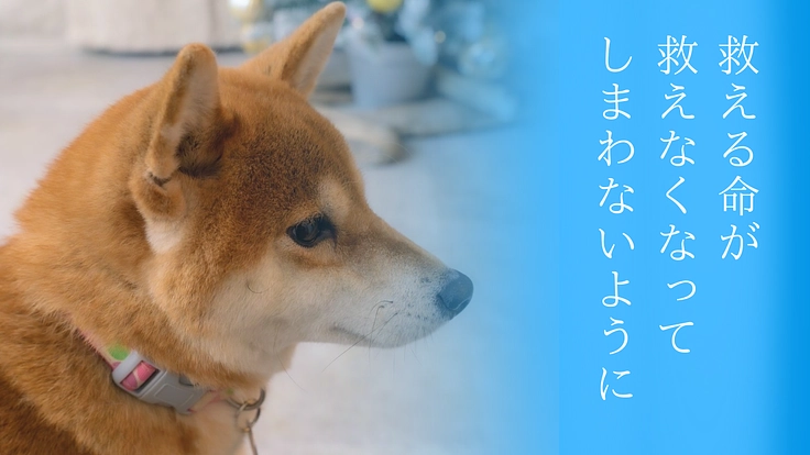 SORA小さな命を救う会｜救える命を諦めない！保護犬に適切な医療を 3枚目