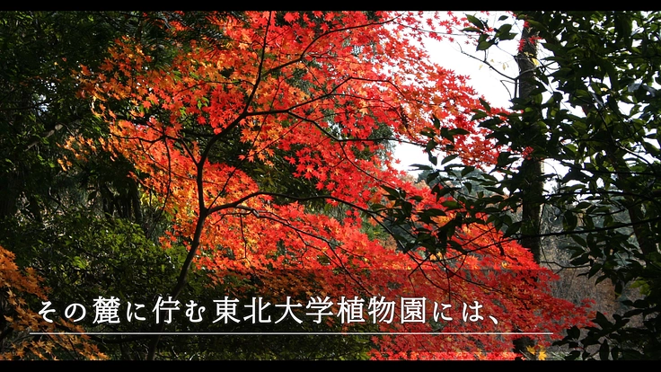 100年間受け継がれてきた植物標本を次世代へ|東北大学植物標本庫 3枚目