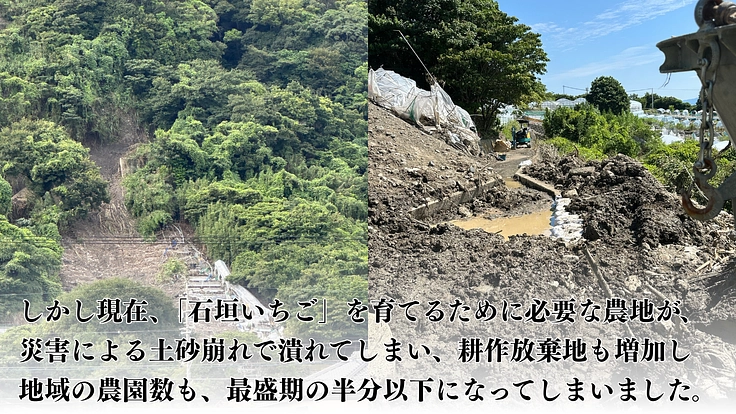 耕作放棄地の早期解消で伝統農法久能石垣イチゴ栽培を次世代へ繋ぎたい 3枚目