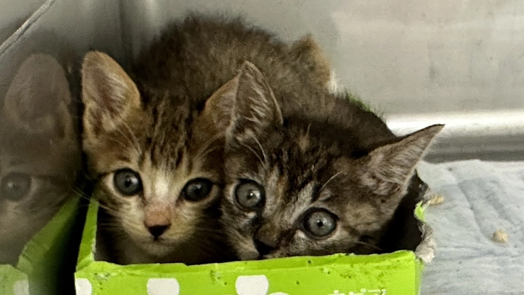 聞こえる犬猫達のSOS。一刻を争う保護ハウス開設にご支援を 4枚目