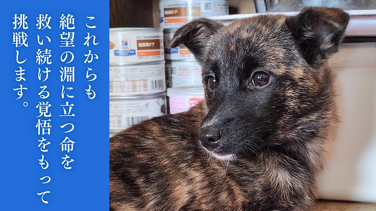 殺処分から救った野犬の日常を守りたい！大規模修繕し、安心の棲家へ 5枚目