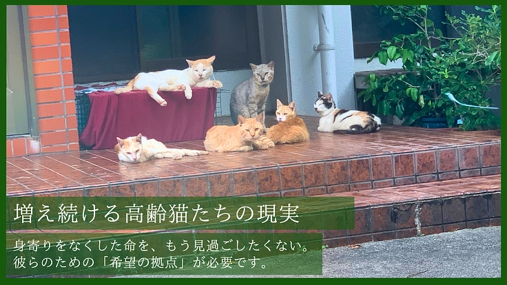 温かなぬくもりをもう一度。 高齢猫も安らげる保護猫カフェの新設へ 2枚目