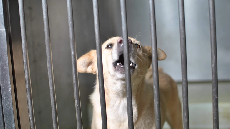 聞こえる犬猫達のSOS。一刻を争う保護ハウス開設にご支援を 3枚目