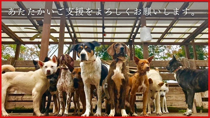 KDP｜危険な状態が続くウッドデッキを修繕しお山の犬に安全な環境を 6枚目