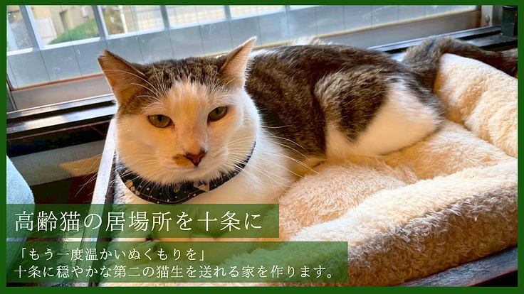 温かなぬくもりをもう一度。 高齢猫も安らげる保護猫カフェの新設へ 3枚目