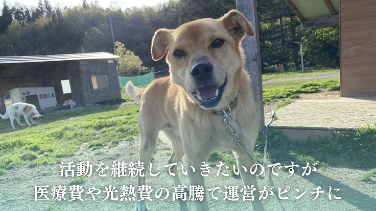 笑顔があふれるシェルターへ、犬猫の命をつなぐ保護施設を継続させたい 6枚目