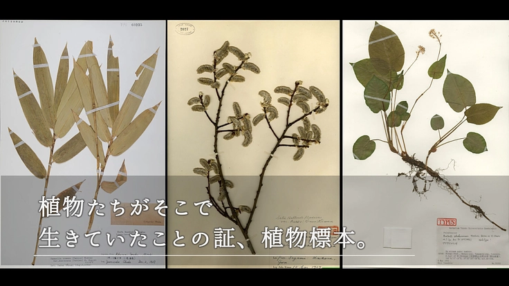 100年間受け継がれてきた植物標本を次世代へ|東北大学植物標本庫 5枚目