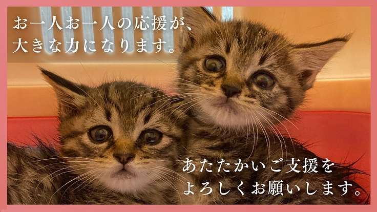 多頭飼育崩壊に歯止めを！行政施設内に「不妊手術専門病院」の開設へ 9枚目