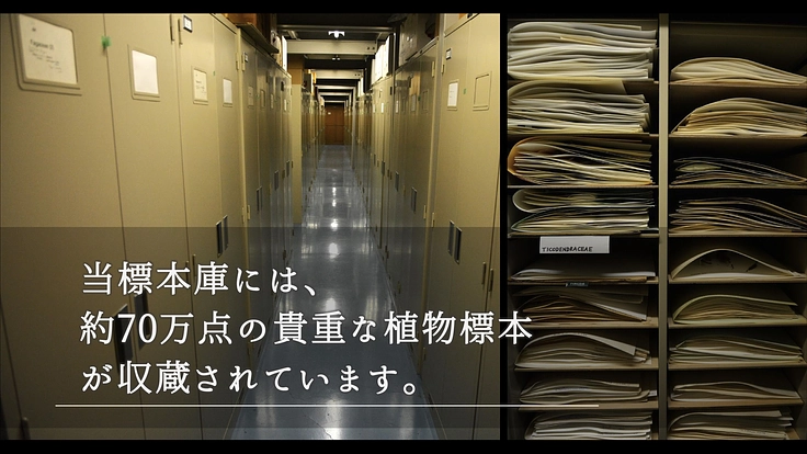 100年間受け継がれてきた植物標本を次世代へ|東北大学植物標本庫 6枚目