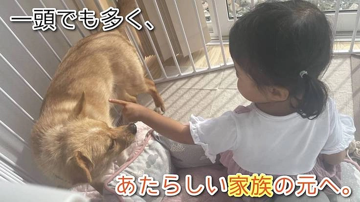 『野犬』も安心して暮らせる保護施設を岩手に作りたい 7枚目