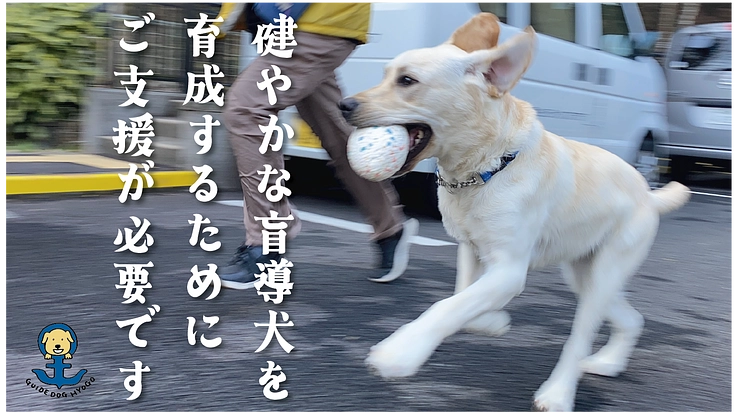 視覚障がい者の明るい未来を実現する盲導犬の育成費にご支援を! 4枚目