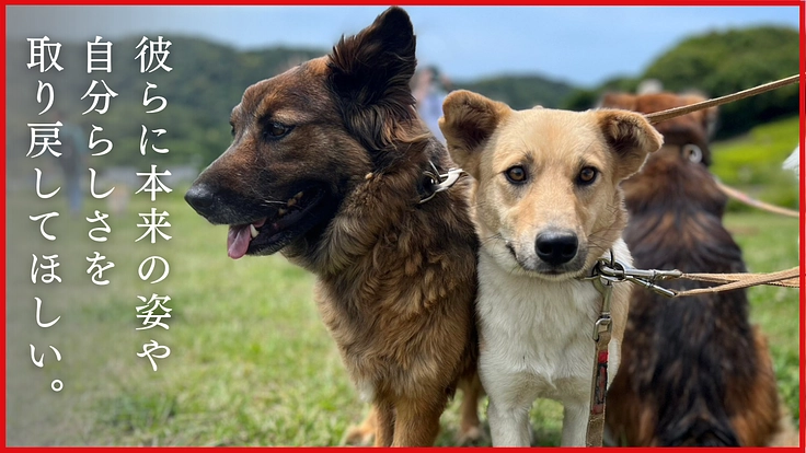 KDP｜危険な状態が続くウッドデッキを修繕しお山の犬に安全な環境を 4枚目