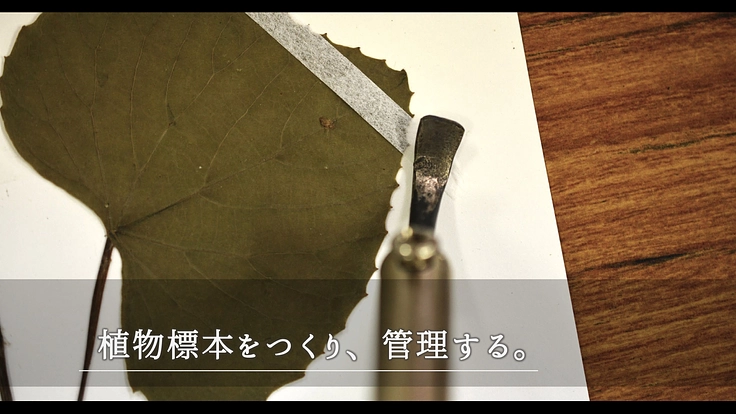 100年間受け継がれてきた植物標本を次世代へ｜東北大学植物標本庫 7枚目