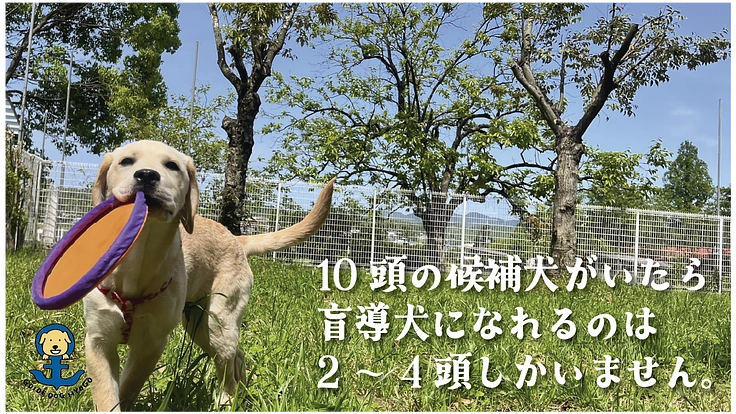 視覚障がい者の明るい未来を実現する盲導犬の育成費にご支援を! 3枚目