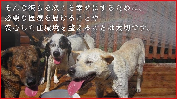 KDP｜危険な状態が続くウッドデッキを修繕しお山の犬に安全な環境を 3枚目