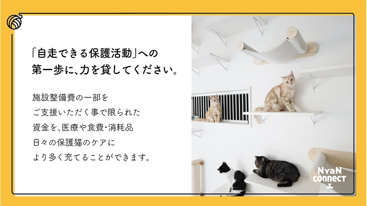 保護猫カフェ開業へ。誰にも気にかけてもらえない命を0に！ 8枚目