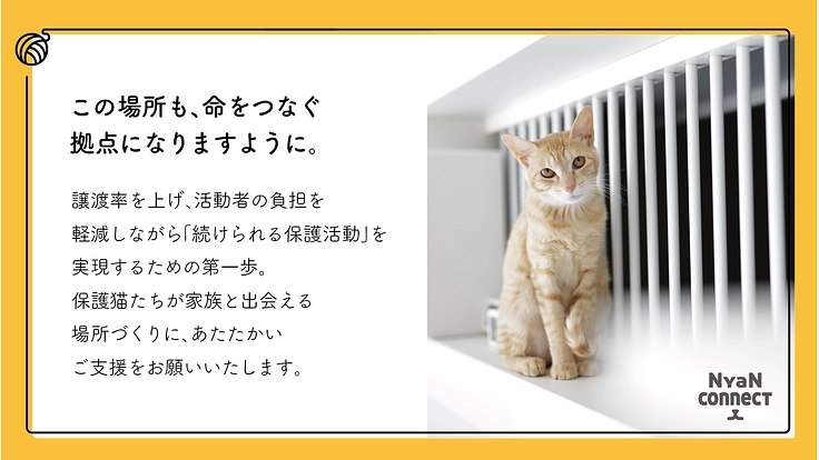 保護猫カフェ開業へ。誰にも気にかけてもらえない命を0に！ 9枚目