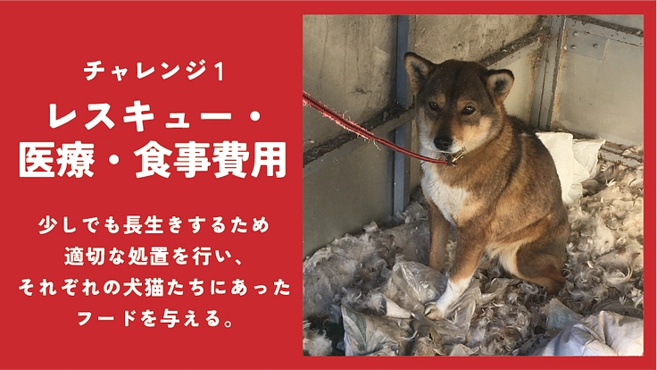 貰い手の少ない中・大型犬を救うために。活動継続と施設拡大にご支援を 6枚目