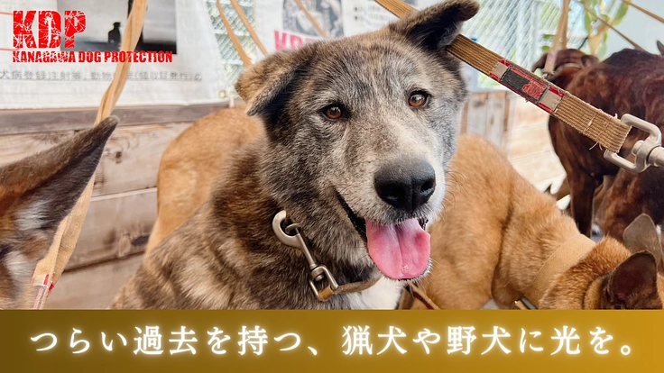 KDP|危険な状態が続くウッドデッキを修繕しお山の犬に安全な環境を 5枚目