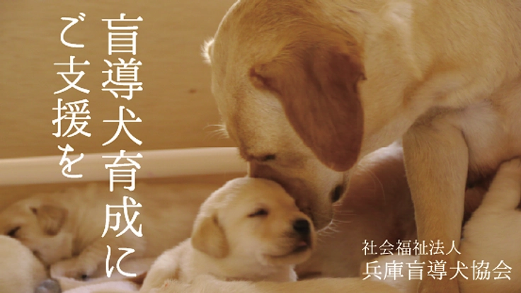 兵庫盲導犬協会｜視覚障がい者のパートナー、盲導犬の育成費にご支援を 2枚目