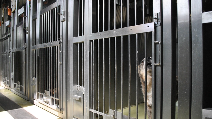 聞こえる犬猫達のSOS。一刻を争う保護ハウス開設にご支援を 10枚目