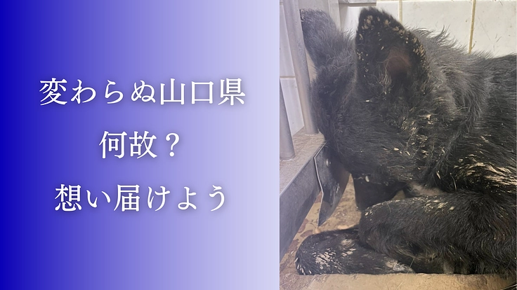 殺処分反対！周南の成犬を助けるため、第二のまあくんハウスを作りたい 6枚目