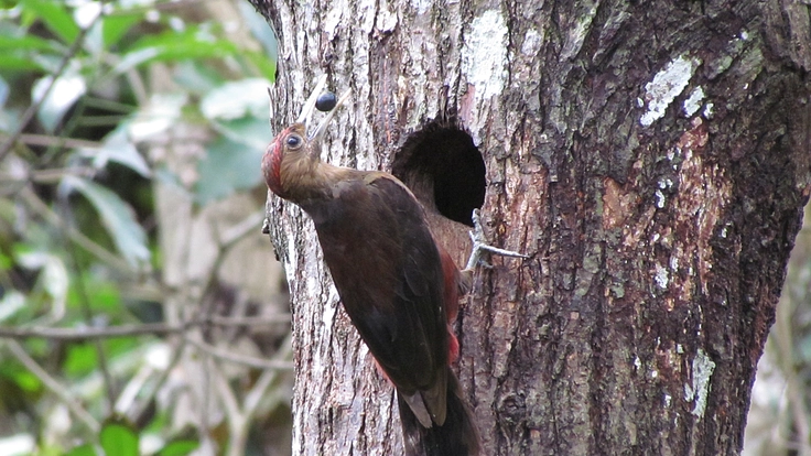 世界自然遺産やんばるの豊かな自然を後世に残していくため、ご支援を！ 4枚目