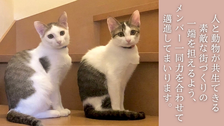 厳しい環境を生きた犬猫たちが暮らすお家。シェルター建設にご支援を! 8枚目