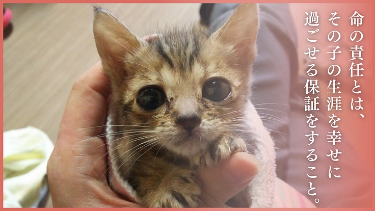 アニマルサードアイズ│生き場を失くした老猫や傷病猫にも幸せな生涯を 4枚目