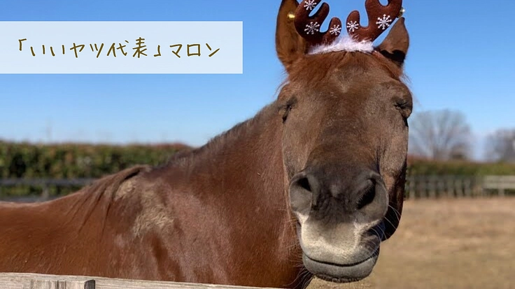 馬のための場所を守りたい。心身のケアが必要な馬達にも幸せな生涯を 6枚目