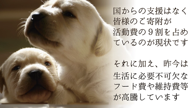 兵庫盲導犬協会｜視覚障がい者のパートナー、盲導犬の育成費にご支援を 4枚目