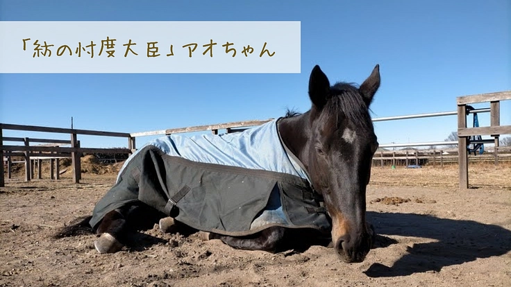 馬のための場所を守りたい。心身のケアが必要な馬達にも幸せな生涯を 5枚目