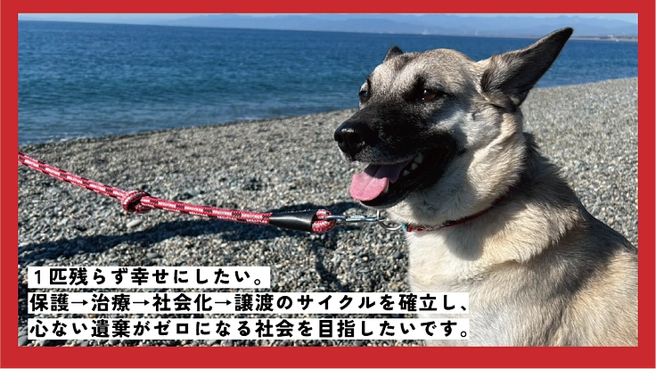 貰い手の少ない中・大型犬を救うために。活動継続と施設拡大にご支援を 9枚目