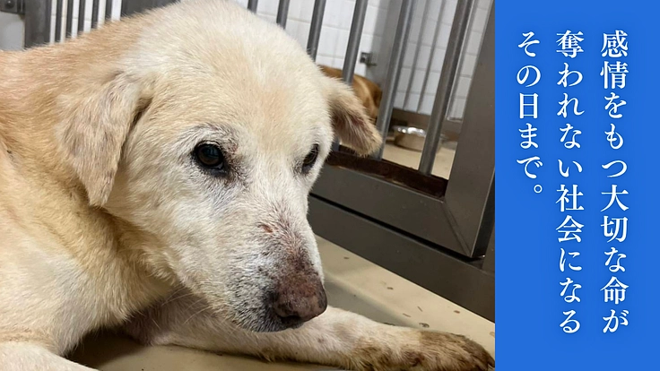 殺処分から救った野犬の日常を守りたい！大規模修繕し、安心の棲家へ 6枚目