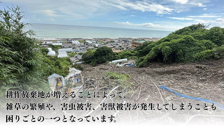 耕作放棄地の早期解消で伝統農法久能石垣イチゴ栽培を次世代へ繋ぎたい 4枚目
