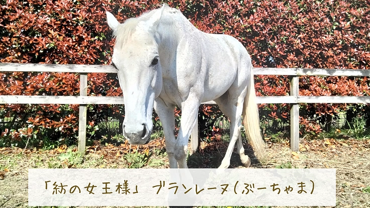 馬のための場所を守りたい。心身のケアが必要な馬達にも幸せな生涯を 7枚目