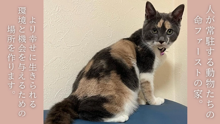 厳しい環境を生きた犬猫たちが暮らすお家。シェルター建設にご支援を! 5枚目