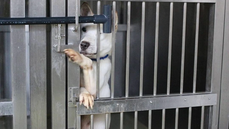 聞こえる犬猫達のSOS。一刻を争う保護ハウス開設にご支援を 8枚目