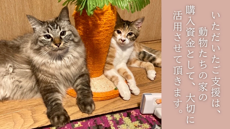 厳しい環境を生きた犬猫たちが暮らすお家。シェルター建設にご支援を! 6枚目