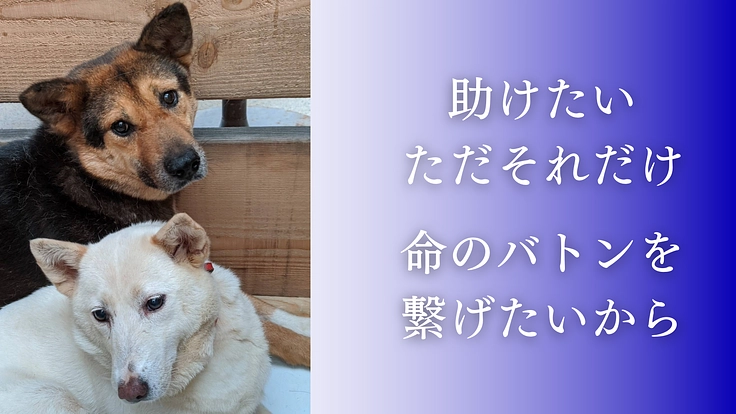 殺処分反対！周南の成犬を助けるため、第二のまあくんハウスを作りたい 3枚目